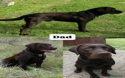 Labrador Retriever dogs for sale: ✨KC reg Lab puppies from health tested parents✨ - Image 3