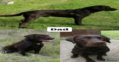 Labrador Retriever dogs - Advert 3