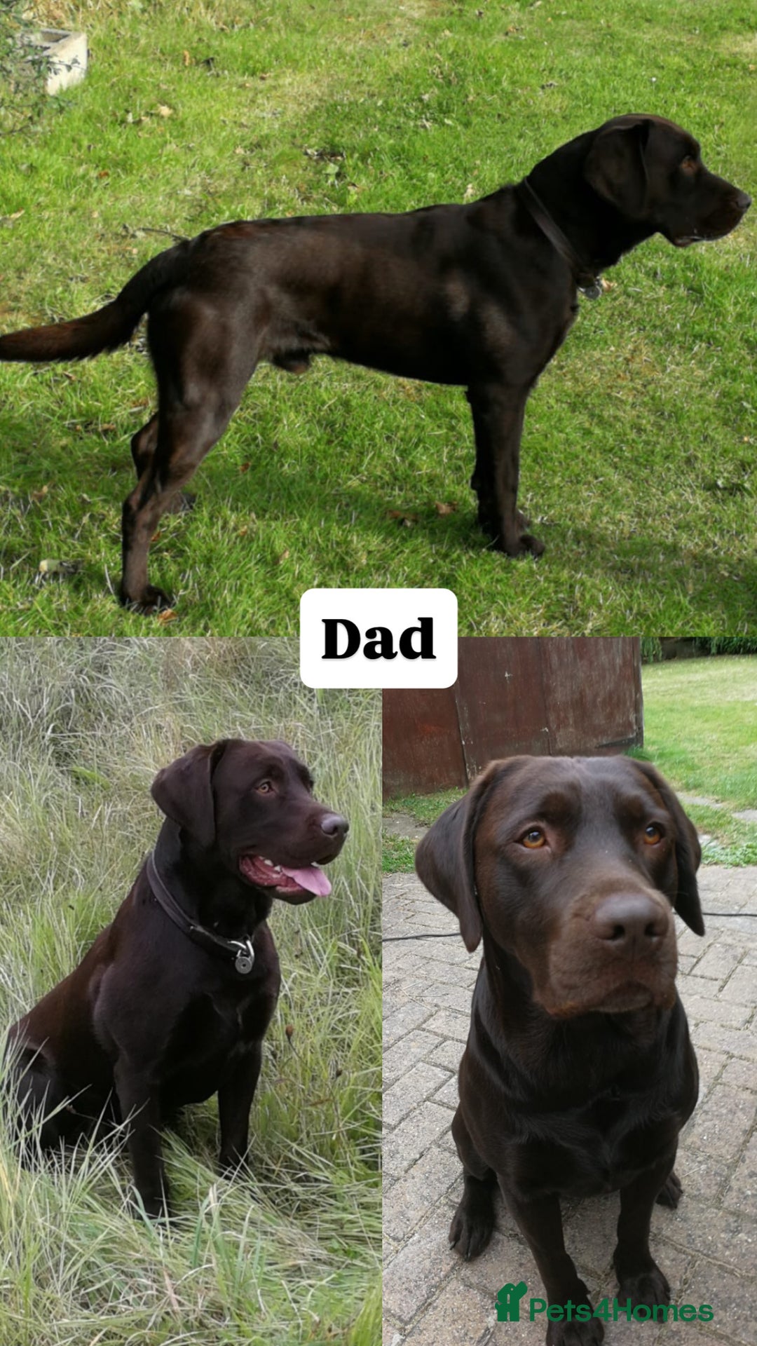 Labrador Retriever dogs for sale: ✨KC reg Lab puppies from health tested parents✨ - Image 3