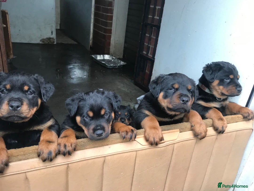 Rottweiler dogs for sale: Rottweiler Puppies with Pedigree Papers - Image 1