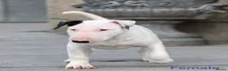 Bull Terrier dogs for sale: Bull terrier pups (1 male & 1 female) - Advert 6