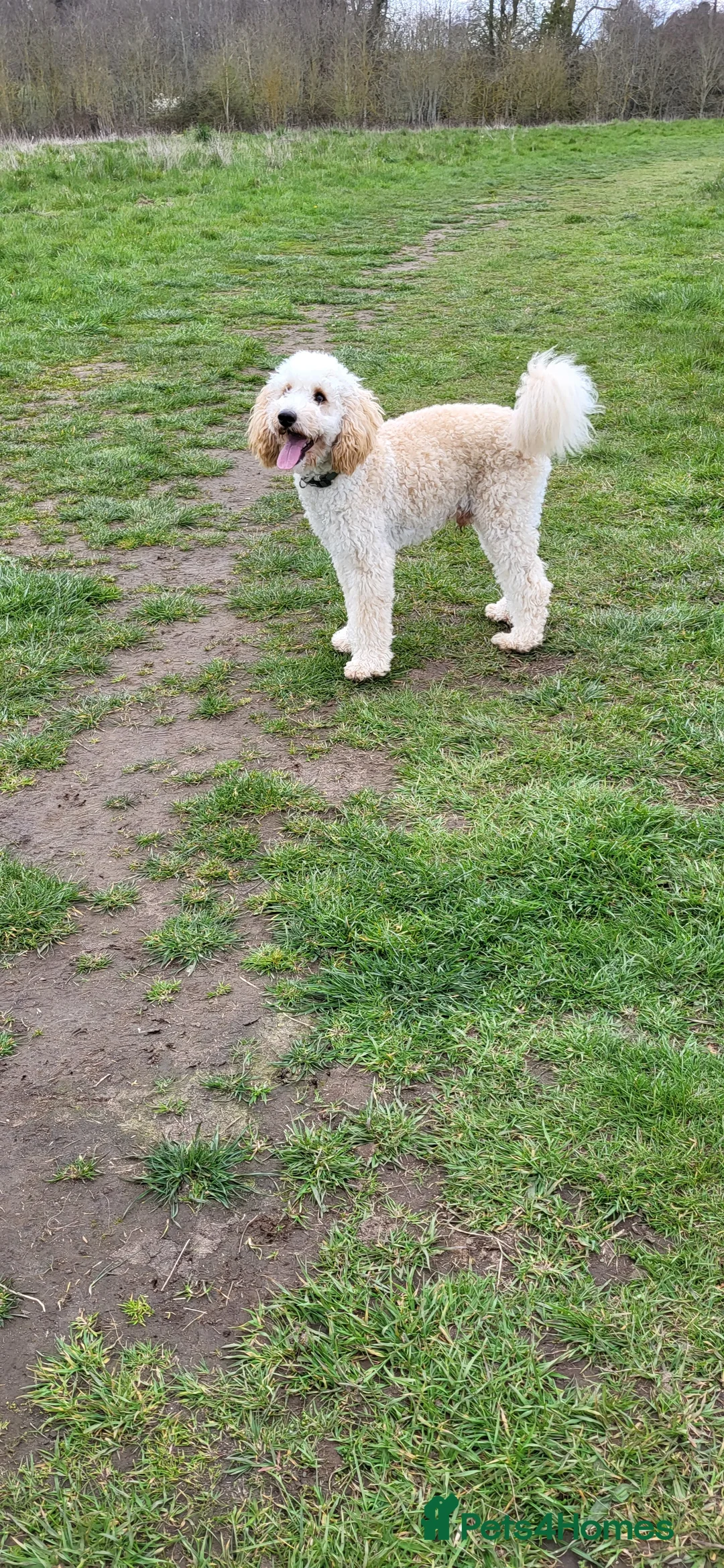 Miniature Poodle dogs for stud: KC Reg Miniature Poodle Stud in Norwich - Advert 4