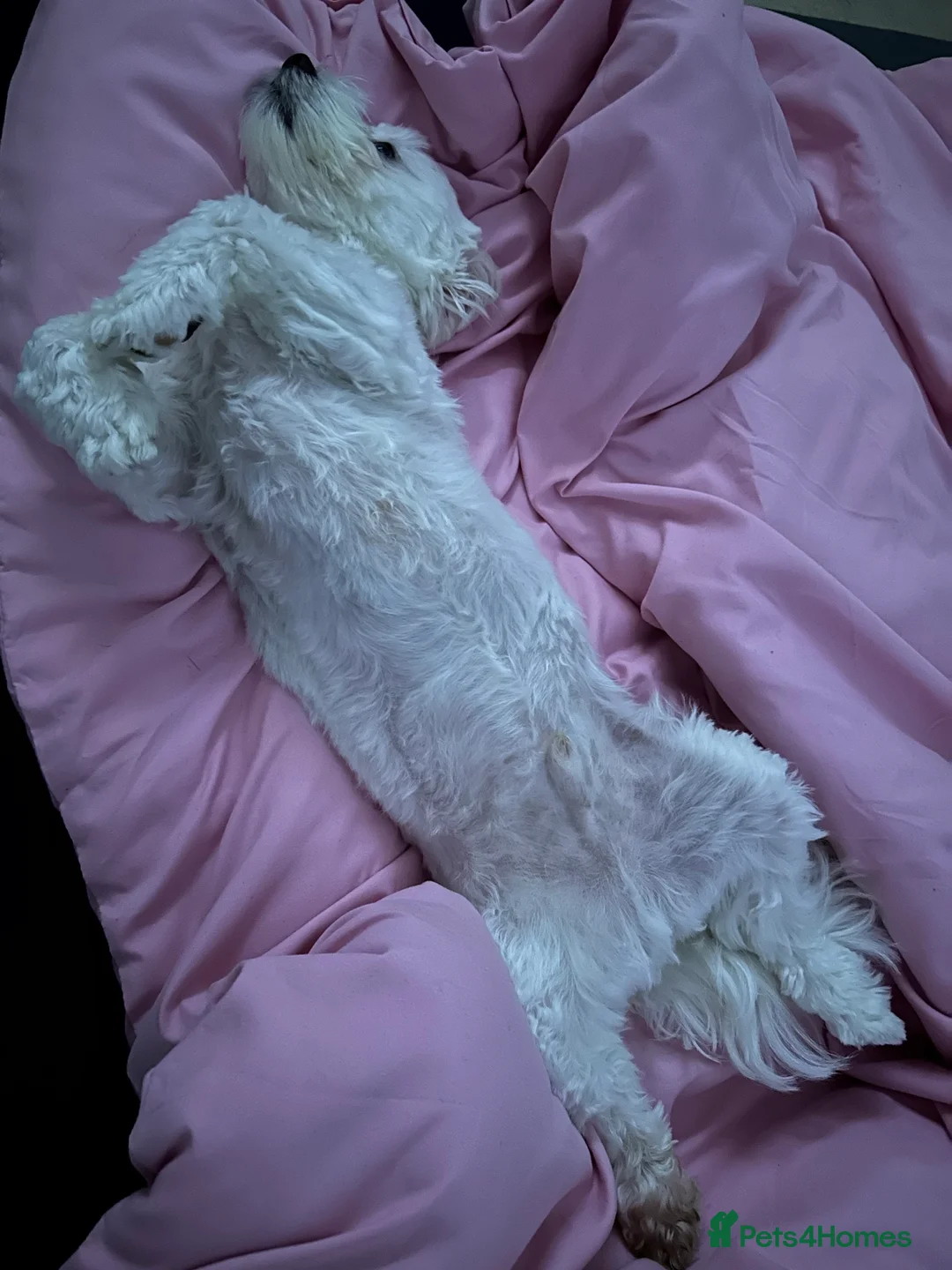 Maltese dogs for sale: Maltese Boy for Sale (4 years old) - Advert 19