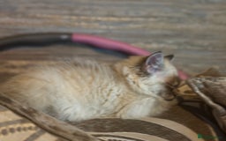 Ragdoll cats for sale: Male Ragdoll - Image 4