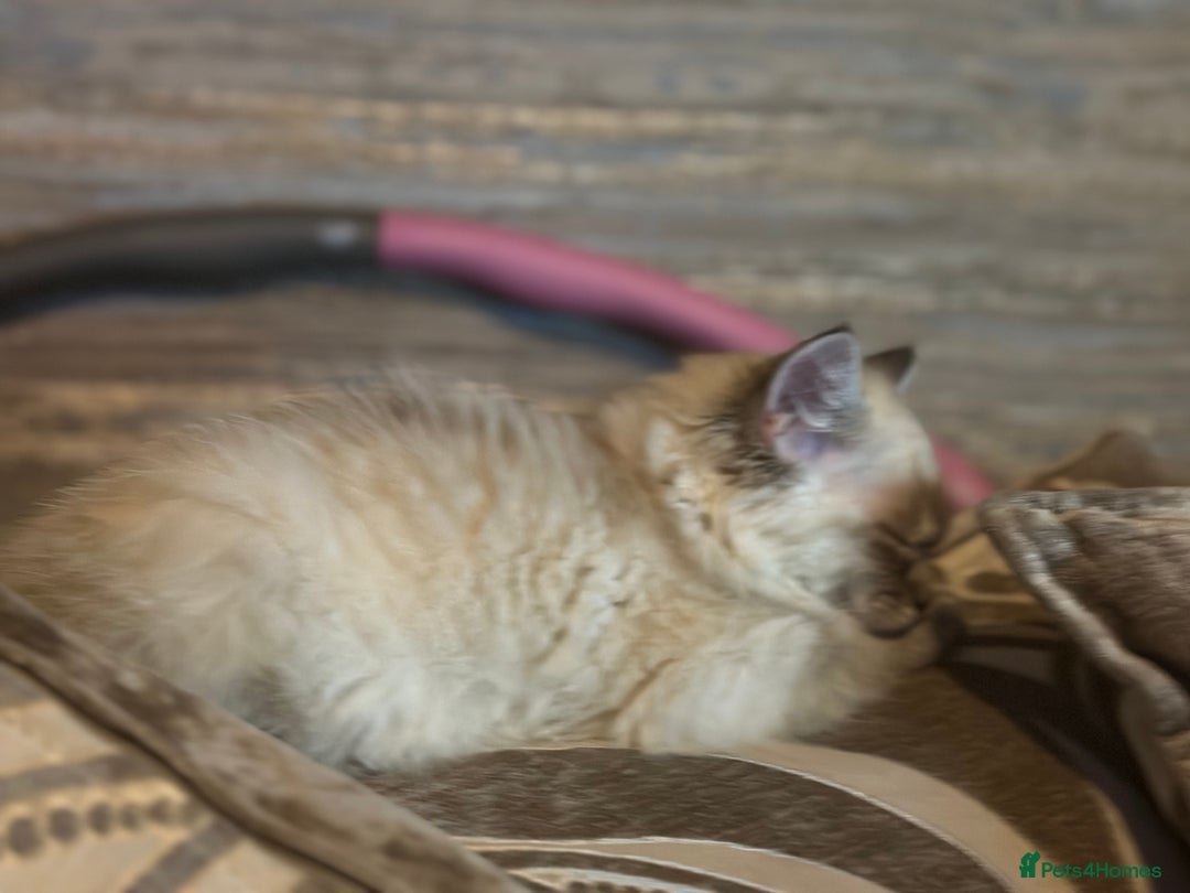 Ragdoll cats for sale: Male Ragdoll - Image 4