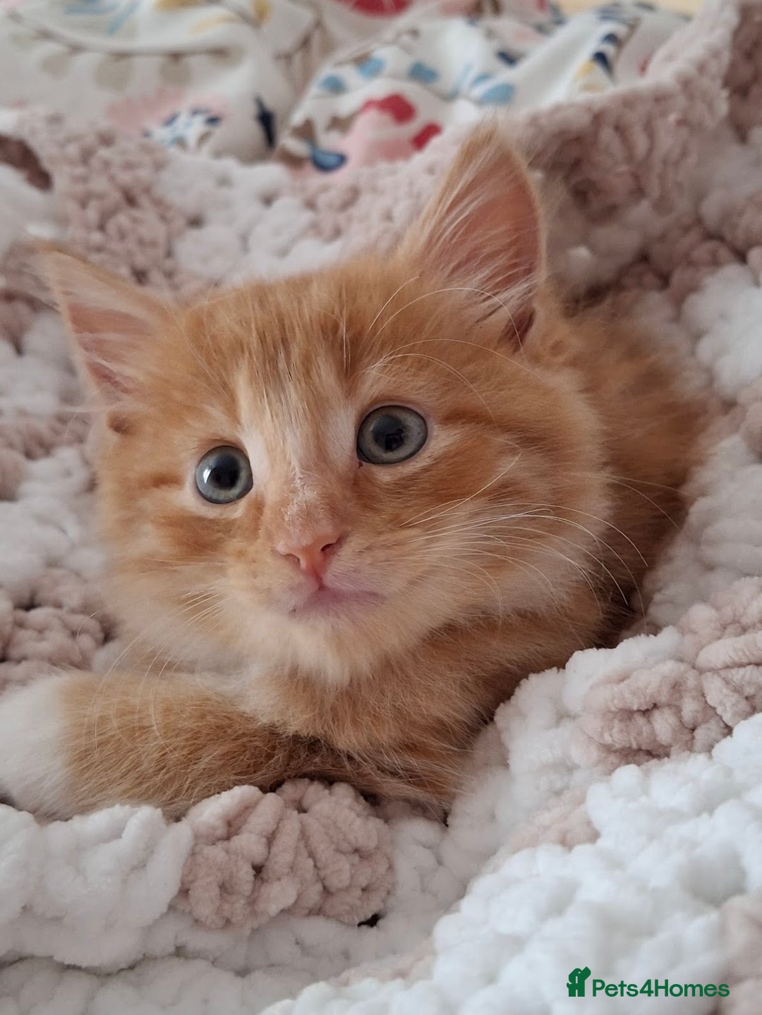 Maine Coon cats for sale: Absolutely Beautiful Half Maine Coon Male Kitten - Image 5