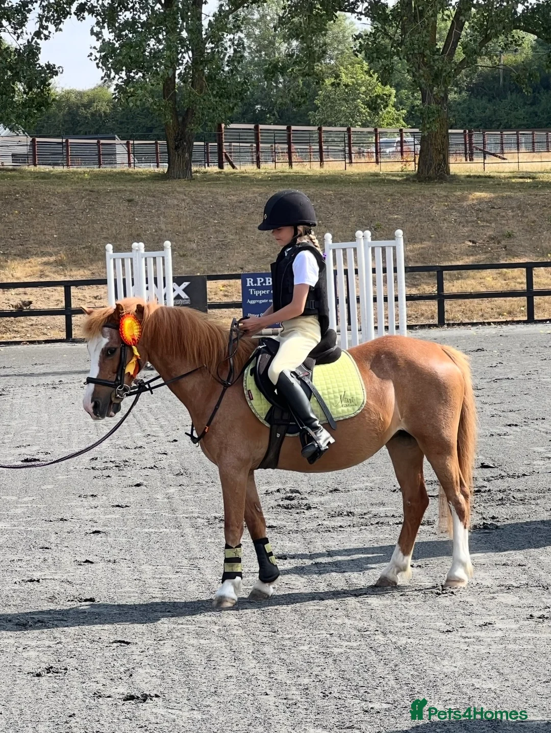 Welsh Section A horses for sale: Indie, Welsh Sec A  - Advert 6