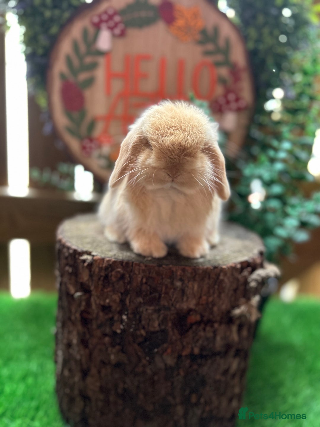 Mini Lop rabbits for sale: ⭐ VACCINATED PEDIGREE MINI LOP BUNNIES ⭐  - Advert 4