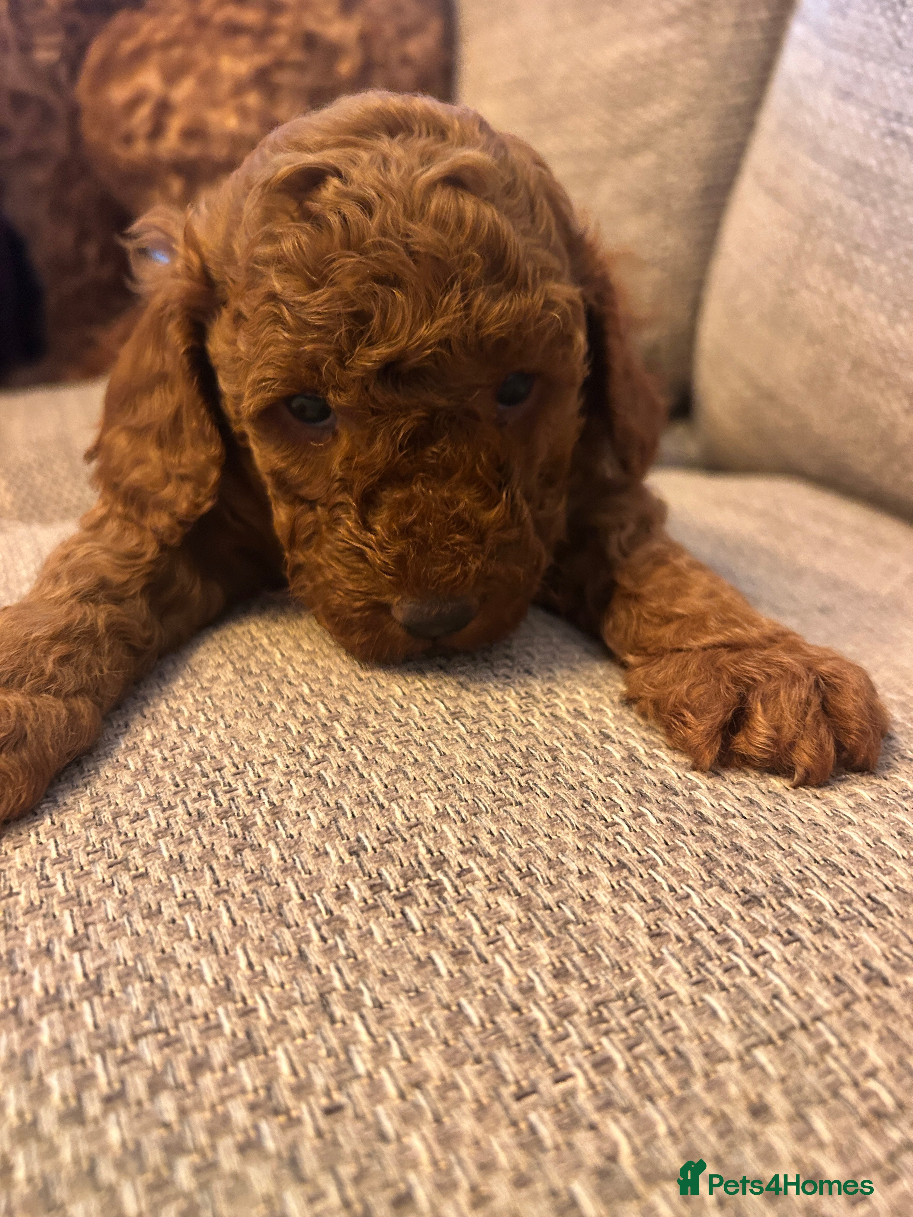 Cockapoo dogs Red f2b Cockapoo Pups  - Advert 11