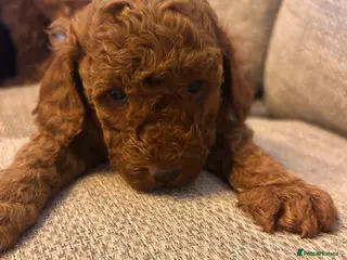 Cockapoo dogs Red f2b Cockapoo Pups - Advert 11