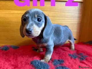 Miniature Dachshund dogs Lovely Purebred Miniature Dachshund Puppies - Advert 9