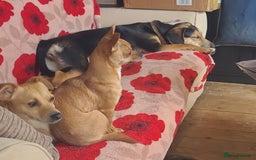 Mixed Breed dogs for adoption: Echo – 9 months old. Female, Mixed breed. - Image 7