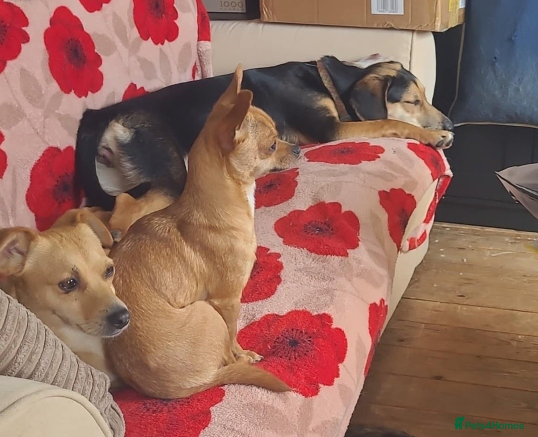 Mixed Breed dogs for adoption: Echo – 9 months old. Female, Mixed breed. - Image 7