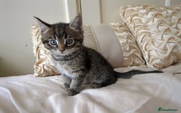Bengal cats for sale: Purebred Spotted Bengal Kittens Brown Charcoal - Image 26