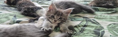 Maine Coon Kitten 3