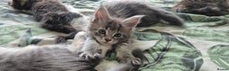 Maine Coon cats for sale: GCCF registered Pedigree Maine Coon Kittens - Advert 5