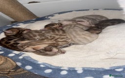 Bengal cats for sale: Bengal kittens  - Advert 9