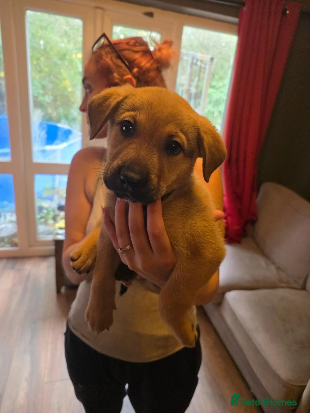 Mixed Breed dogs for sale: German shephard mastiff puppies for sale  - Advert 1
