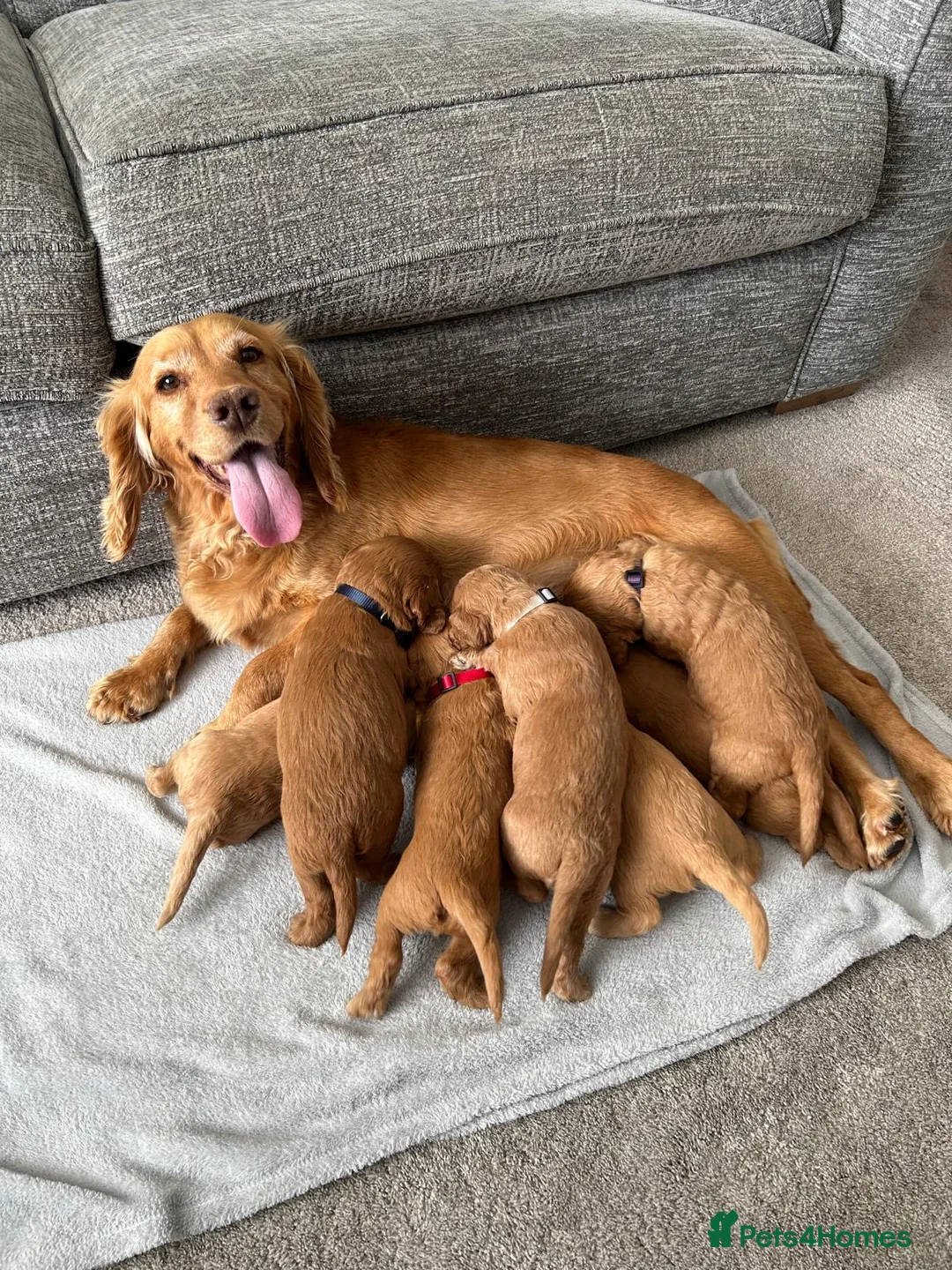 Cockapoo dogs for sale: Stunning F1 Cockapoo’s - Advert 2