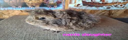 Guinea Pig rodents for sale: Lunkarya  - Advert 7