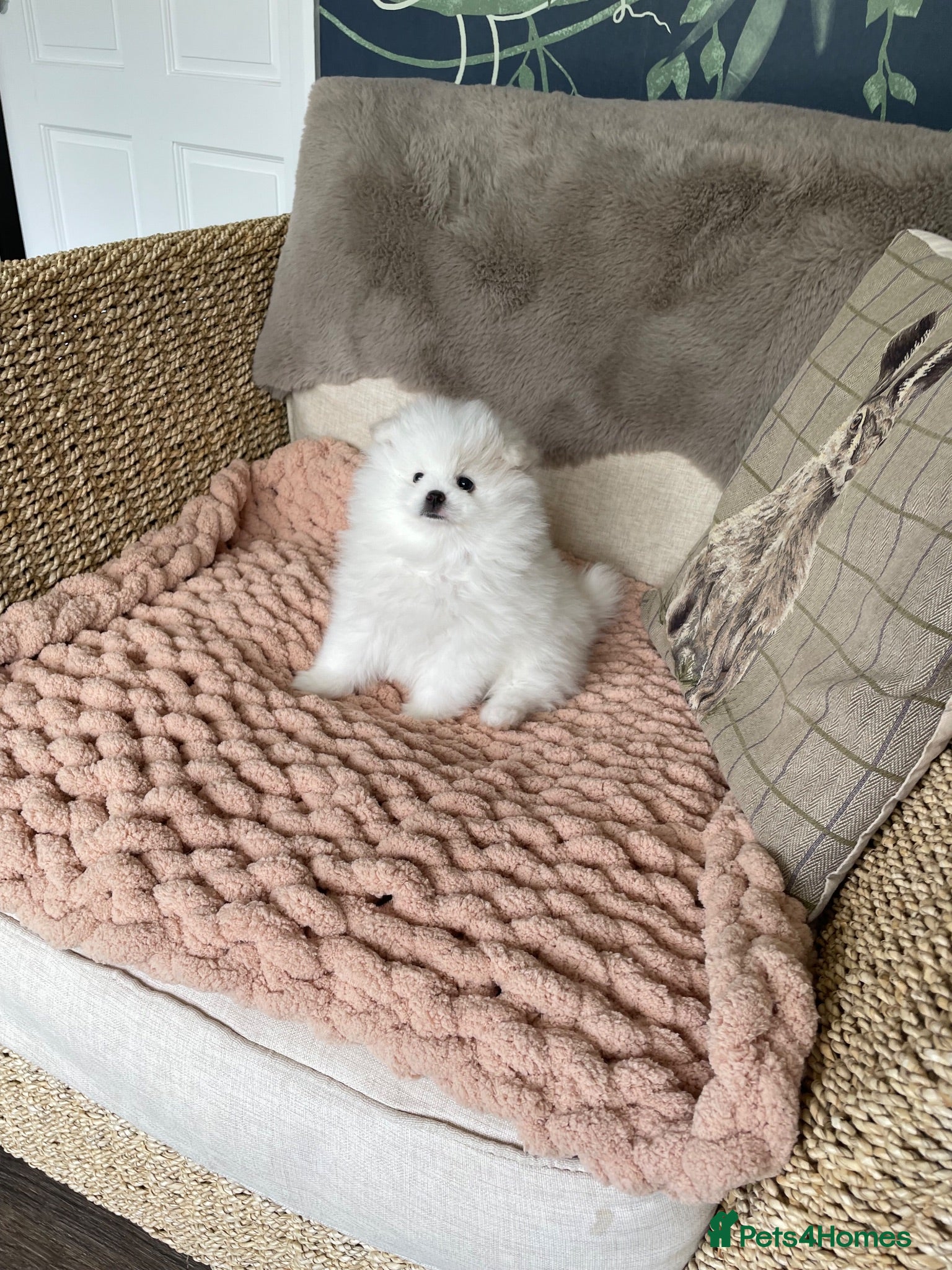 Pomeranian dogs Stunning KC Registered Pomeranians  - Advert 6