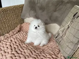 Pomeranian dogs Stunning KC Registered Pomeranians - Advert 6
