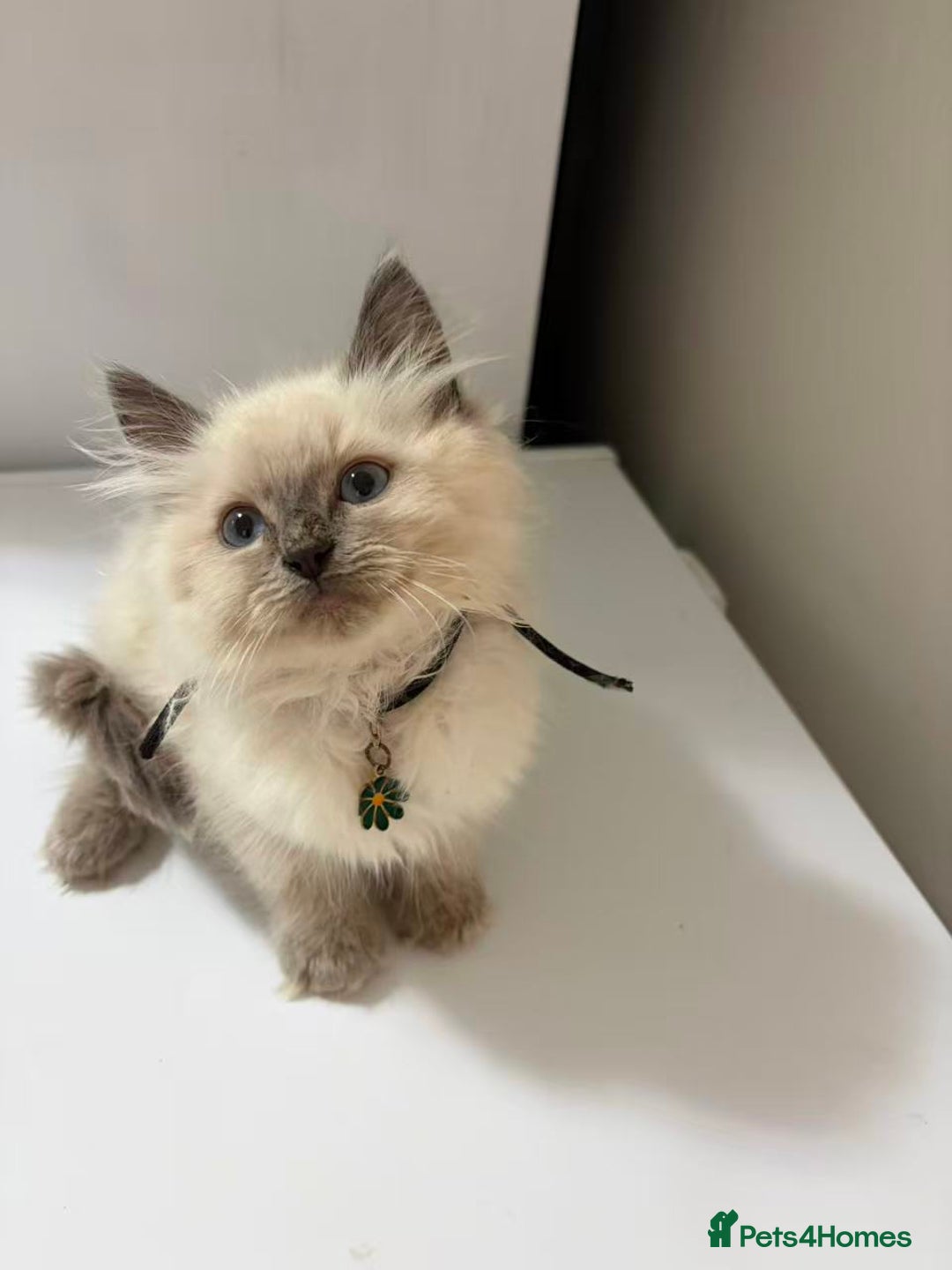 Ragdoll cats for sale: 8 Ragdoll cats for sale - Advert 4