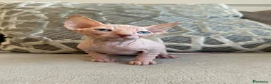 Sphynx Kitten 1