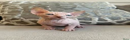 Sphynx cats for sale: Ready to leave now pink blue eyes Sphynx  - Advert 7
