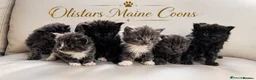 Maine Coon cats for sale: Olistars Maine coons ready August  - Advert 1