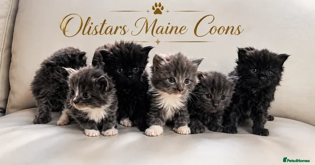 Maine Coon cats for sale: Olistars Maine coons ready August  - Advert 1