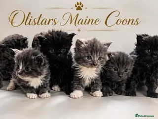 Maine Coon cats Olistars Maine coons ready August - Advert 15