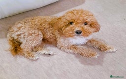 Toy Poodle dogs for sale: Astonishing TOY POODLES!!! - Image 2
