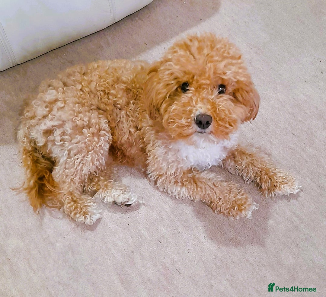 Toy Poodle dogs for sale: Astonishing TOY POODLES!!! - Image 2