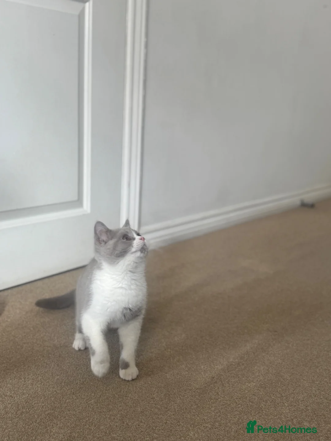 British Shorthair cats for sale: Beautifully bicolour female - Advert 7