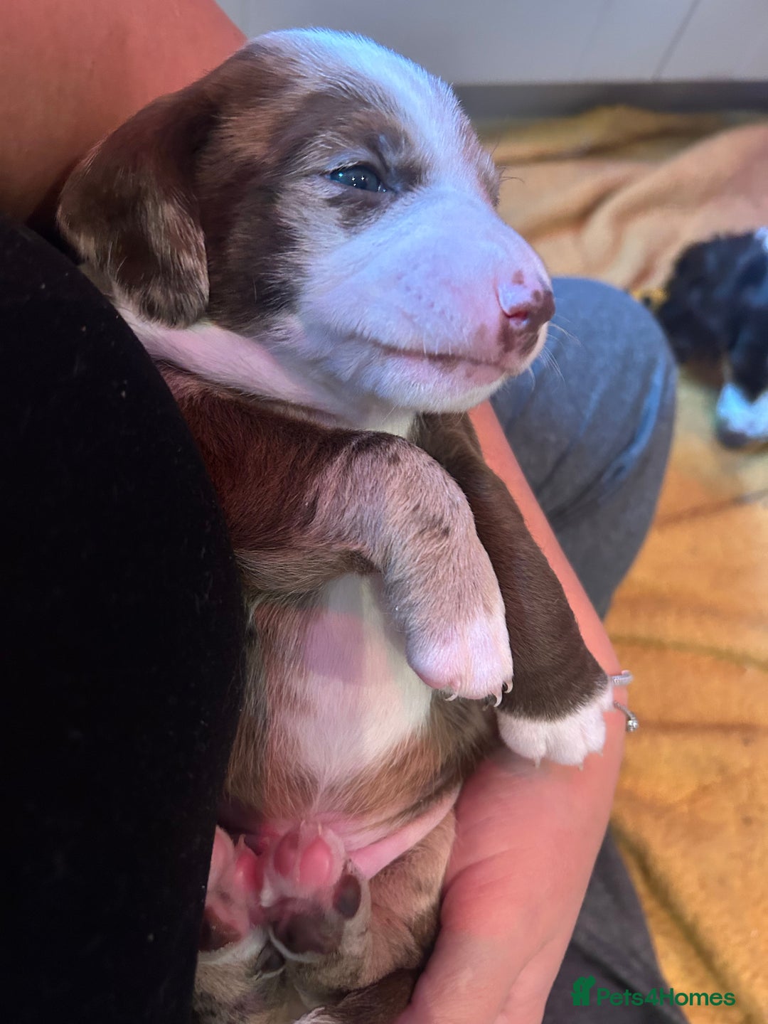 Mixed Breed dogs for sale: Dachshund puppies  - Image 11