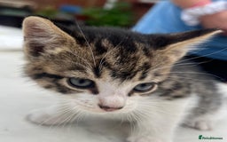 Domestic Shorthair cats for sale: 6 beautiful kittens for sale!!  - Image 7