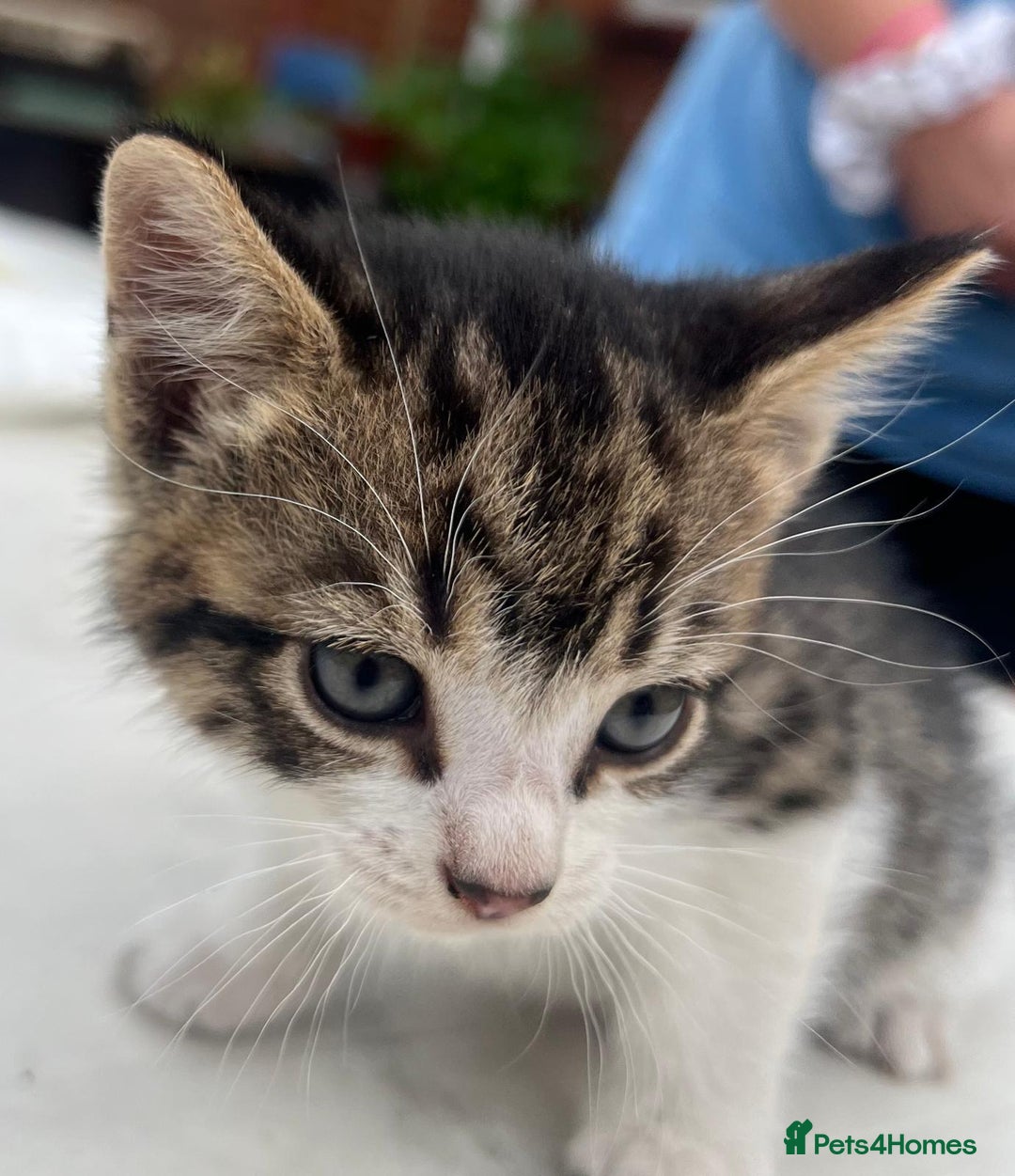Domestic Shorthair cats for sale: 6 beautiful kittens for sale!!  - Image 7