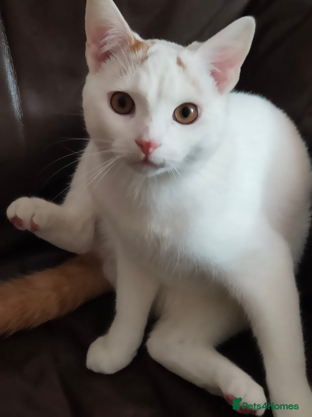 Turkish Van cats for sale: Turkish van male kitten  - Advert 12