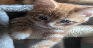 Mixed Breed cats - Advert 14