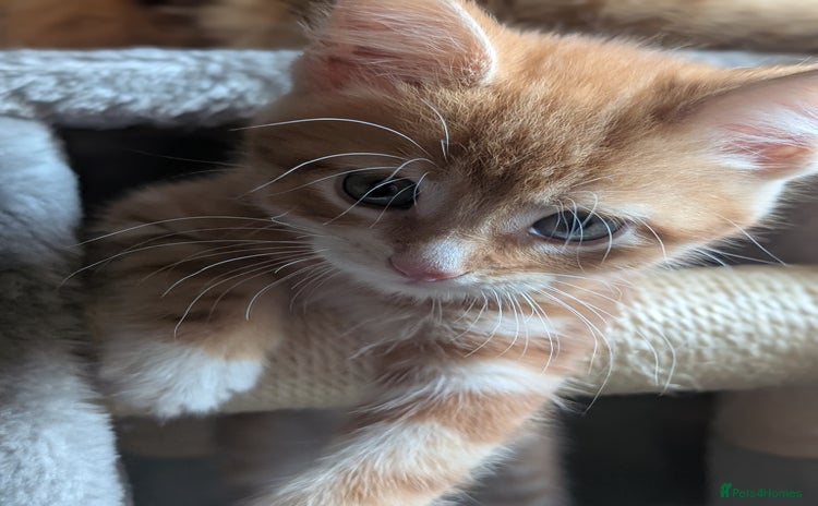 Mixed Breed cats - Advert 2