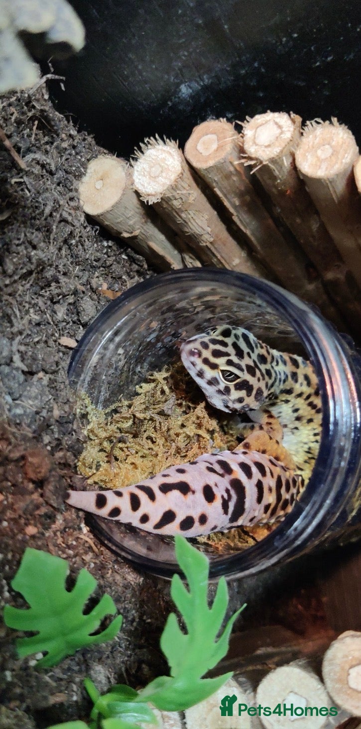 Leopard Gecko reptiles Beautiful Leopard Gecko - Advert 1