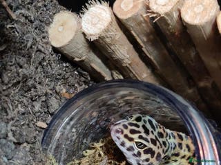Leopard Gecko reptiles Beautiful Leopard Gecko - Advert 1