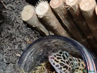 Leopard Gecko reptiles Beautiful Leopard Gecko - Advert 14