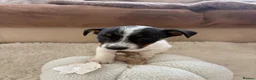 Jack Russell dogs for sale: 6 Lovley Jack Russel pups  - Advert 5