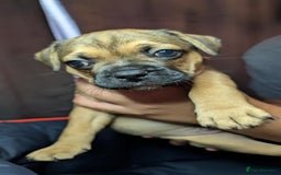 Mixed Breed dogs for sale: Frenchie x pups  - Image 7