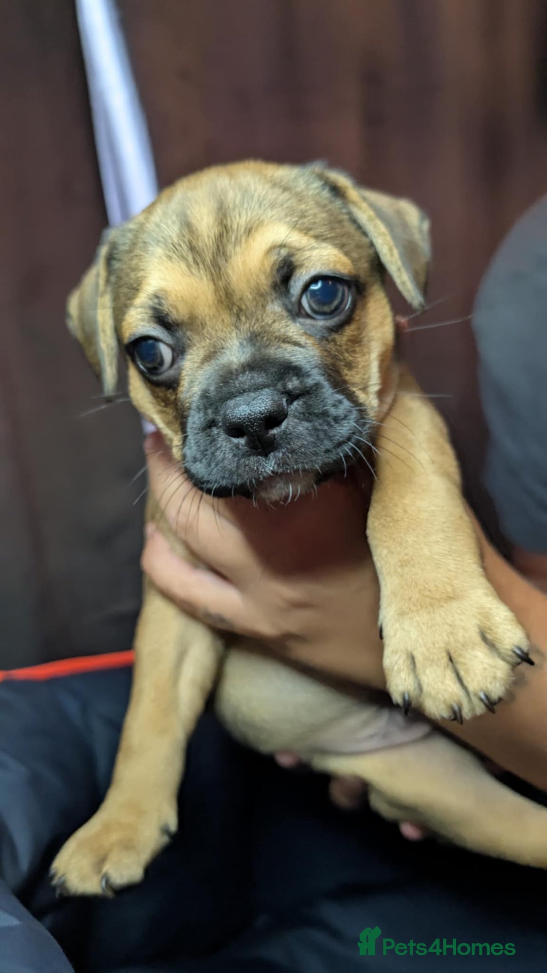 Mixed Breed dogs for sale: Frenchie x pups  - Image 7