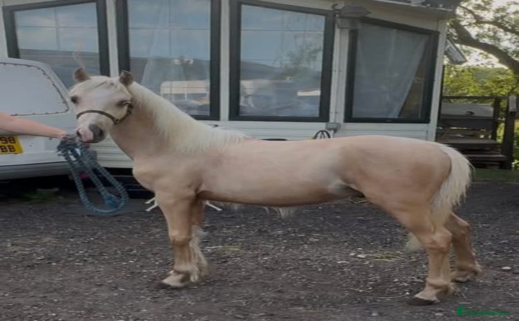 Welsh Section B horses - Advert 1