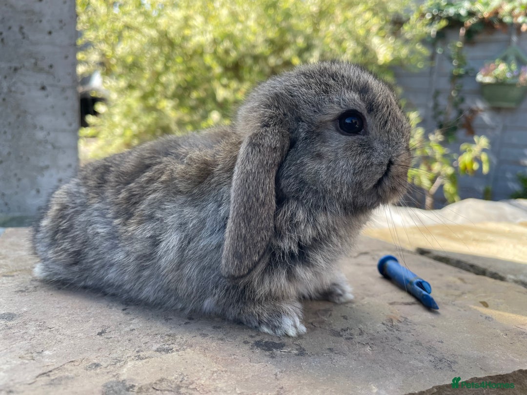 Mini Lop rabbits for sale: Mini lops ready to reserve  - Image 7