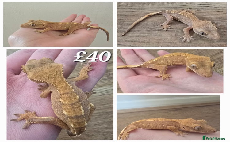 Gecko reptiles in Milton Keynes - Advert 14
